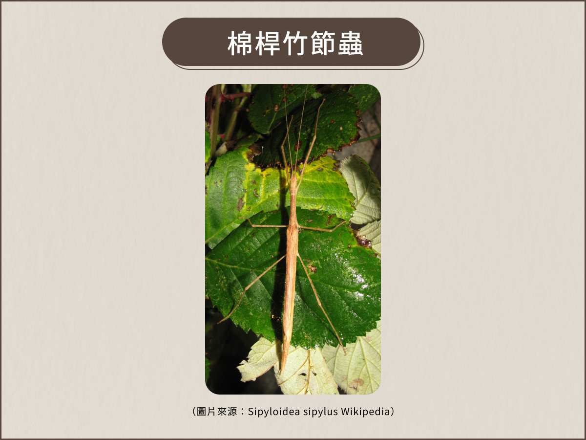 棉桿竹節蟲吃什麼葉子