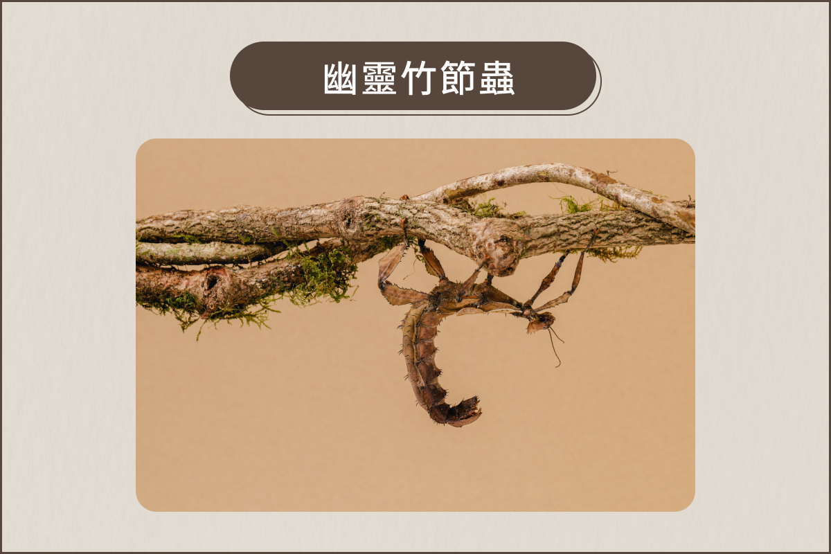 幽靈竹節蟲吃什麼葉子