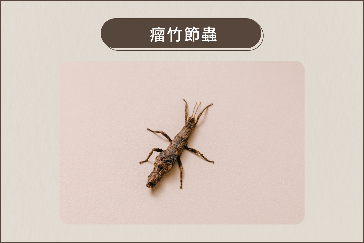 瘤竹節蟲吃什麼葉子