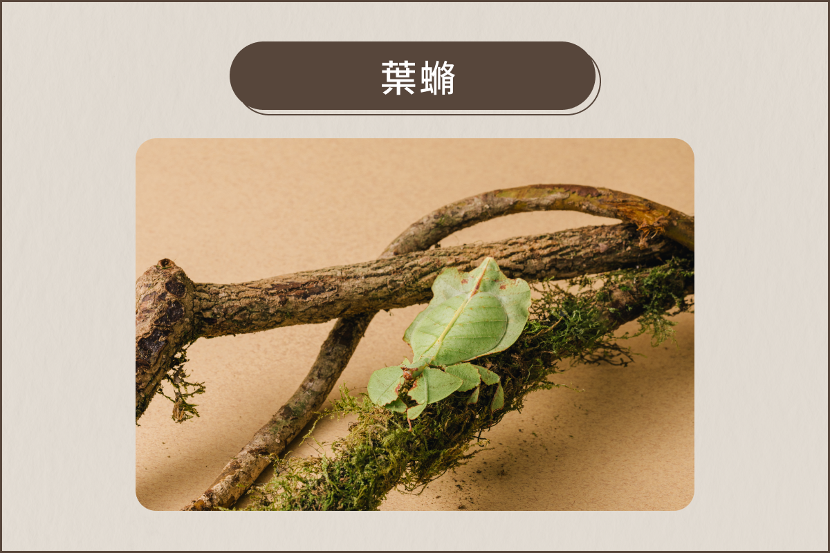 葉䗛吃什麼葉子