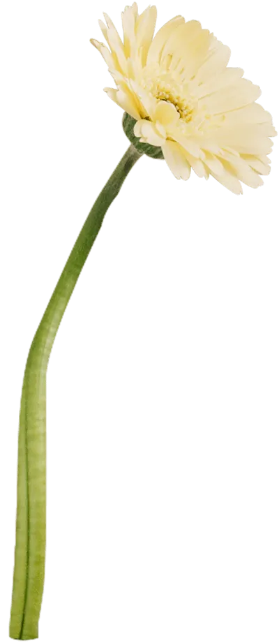 裝飾植物