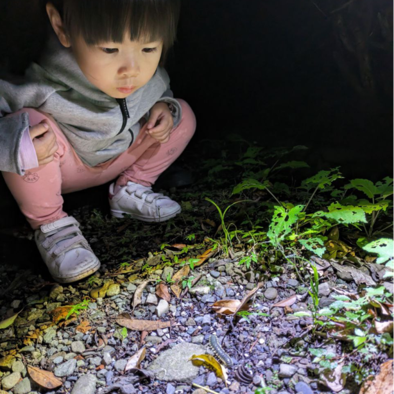 季節限定【夜探山林】｜夜間生態探索與解說 