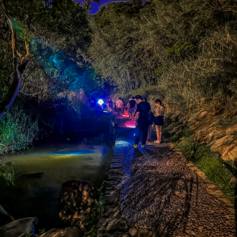 季節限定【夜探山林】｜夜間生態探索與解說 