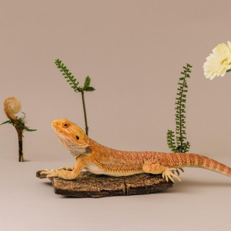 鬆獅蜥