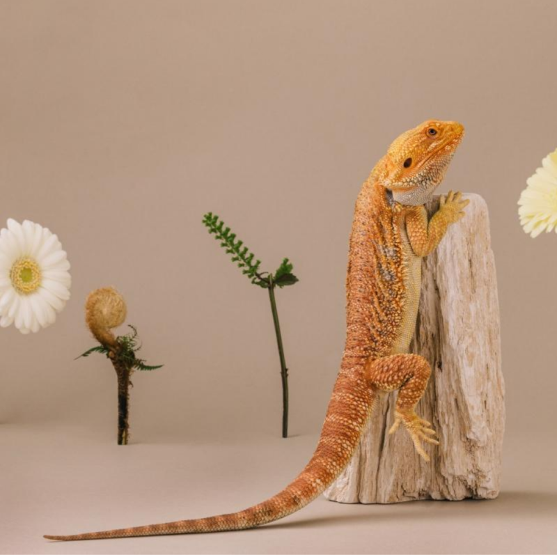 鬆獅蜥