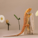 鬆獅蜥