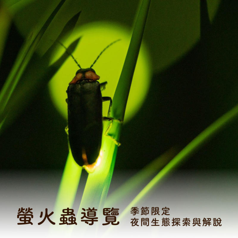 季節限定【螢火蟲生態導覽】｜夜間生態探索與解說