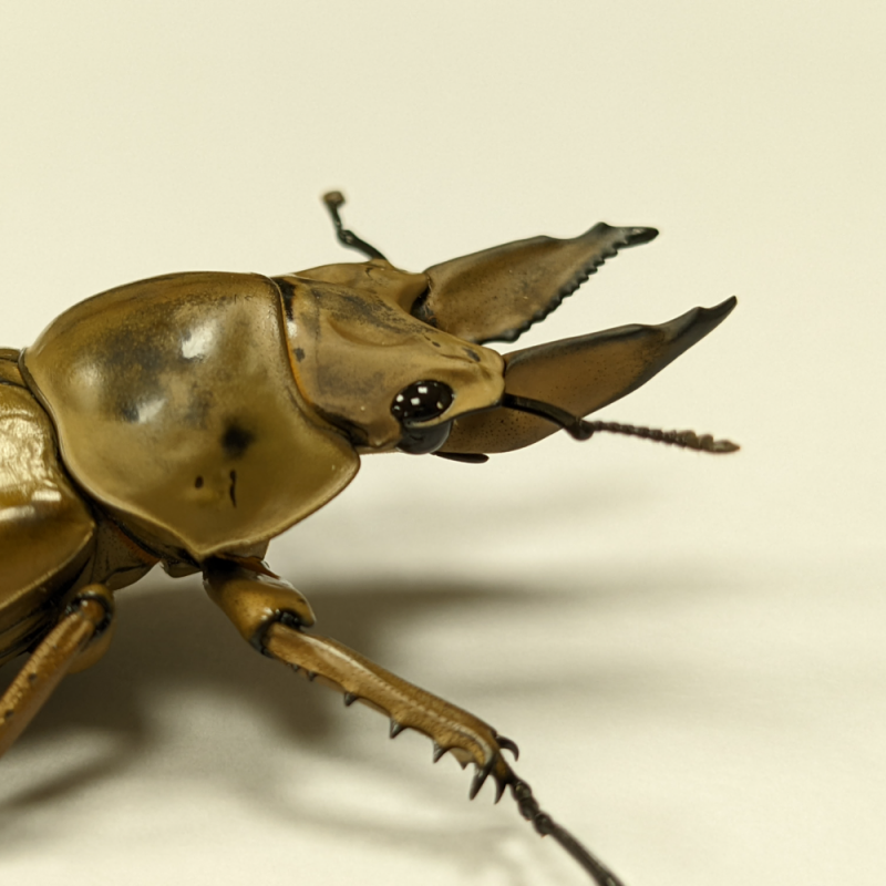 黃金鬼鍬形蟲-成蟲