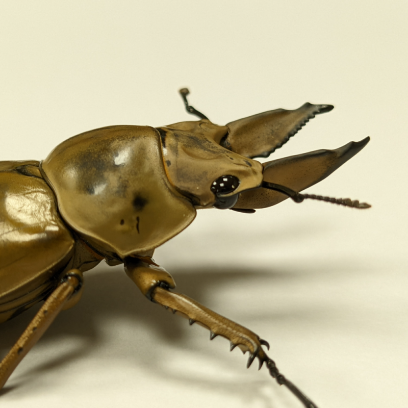 黃金鬼鍬形蟲-成蟲