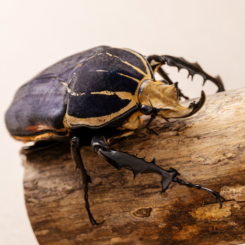烏干達角金龜-成蟲&幼蟲